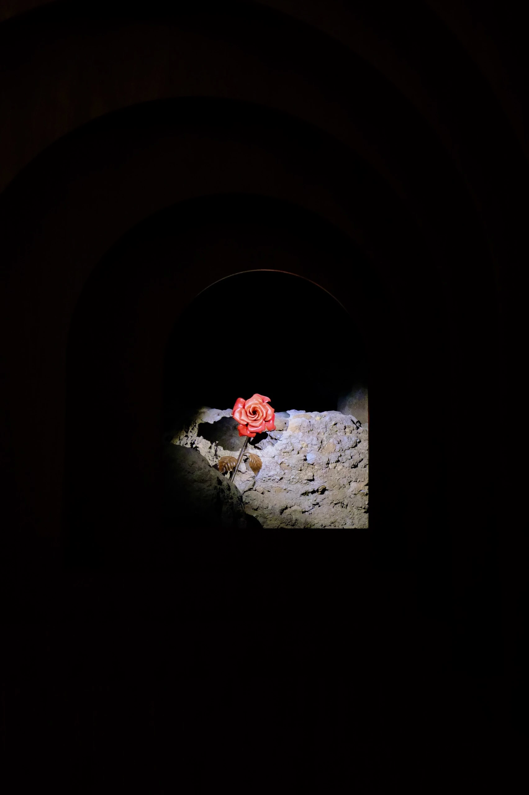 Römische Rose, fotografiert von Fabian Deragisch